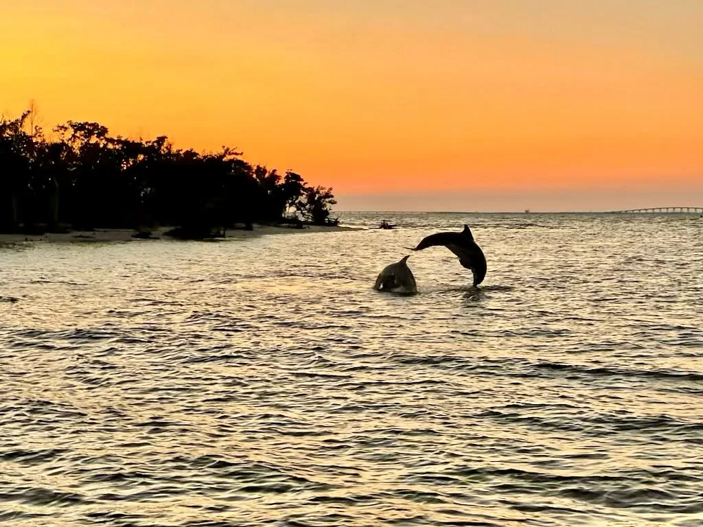 Two dolphins jumping from Southwest Florida water near sunset