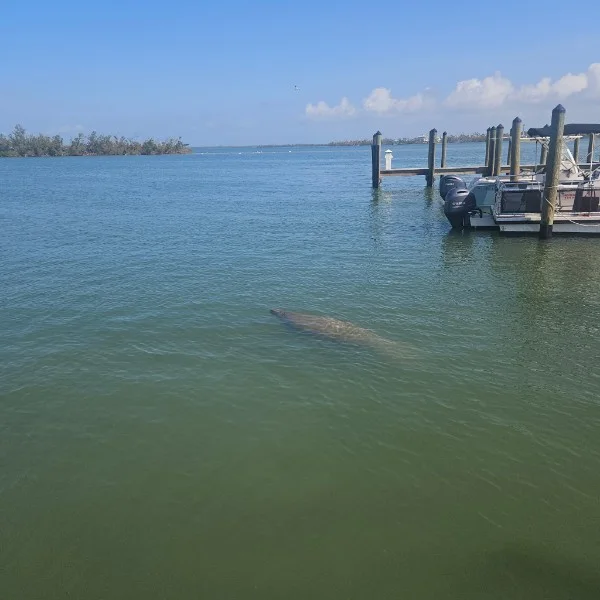 Manatee swimming in a Cape Coral waterway near a dock